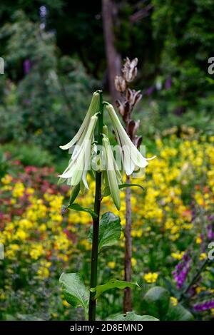 Cardiocrinum giganteum var yunnanense, Yunnan géant Lily, lys, lilium , fleurs, fleurs, plantes, bois, bois, ombre, ombre, Ombre, Floral RM Banque D'Images