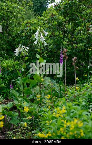 Cardiocrinum giganteum var yunnanense, Yunnan géant Lily, lys, lilium , fleurs, fleurs, plantes, bois, bois, ombre, ombre, Ombre, Floral RM Banque D'Images