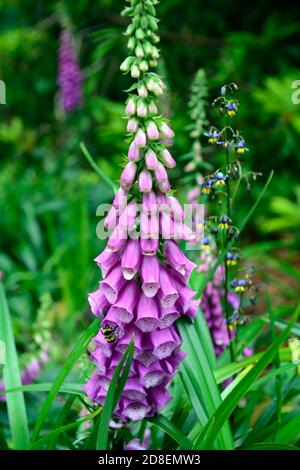 Digitalis purpurea,foxglove,foxgloves,pourpre fleur pointes,violet fleurs,jardin,RM Floral Banque D'Images