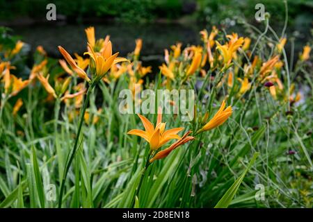 Hemerocallis fulva,daylily orange commun,daylilas,fleur d'orange,fleurs,floraison,fleurs profuses,profusion,fleurs,RM Floral Banque D'Images