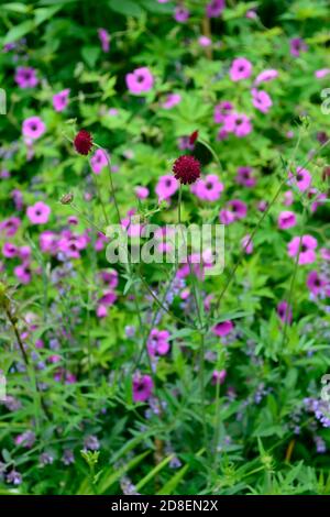 Knautia macedonica,scabious,pinbuy,géranium,programme de plantation mixte,vin,rose,fleurs violettes,fleur,fleurs,fleurs,fleurs sauvages,jardin,jardins,faune fr Banque D'Images