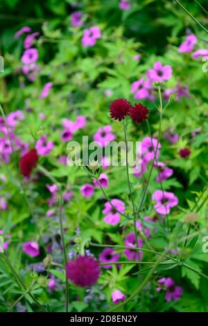 Knautia macedonica,scabious,pinbuy,géranium,programme de plantation mixte,vin,rose,fleurs violettes,fleur,fleurs,fleurs,fleurs sauvages,jardin,jardins,faune fr Banque D'Images