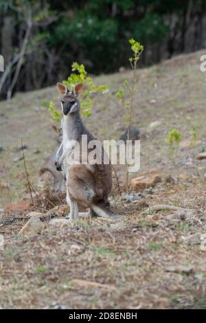 Agile Wallaby Macropus agilis Lamington National Park, Queensland, Austraila 10 novembre 2019 Adulte Macropodidae Banque D'Images