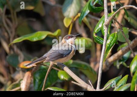 Eastern Spinebill Acanthorhynchus tenuirostris O'Reilly's Rainforest Retreat, Queensland, Australie 10 novembre 2019 Homme adulte Meliphag Banque D'Images