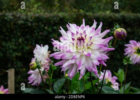Dahlia Crazy Love pétales blancs avec bouts couverts de lilas. Banque D'Images