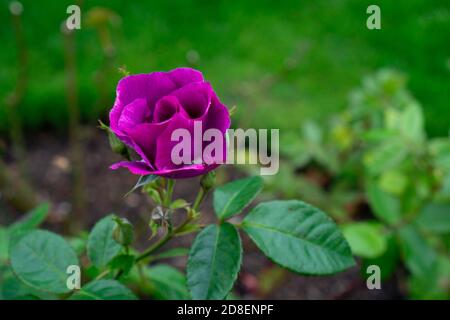 Rosa Lucky Flylucy, Floribunda, un petit arbuste rose avec des grappes de fleurs violettes. Banque D'Images