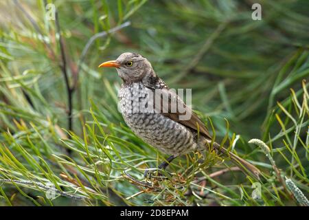 Regent Bowerbird Sericulus chrysocephalus O'Reilly's Rainforest Retreat, Queensland, Australie 9 novembre 2019 Adulte Femme Ptilonorhynchida Banque D'Images