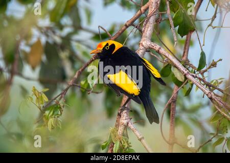 Regent Bowerbird Sericulus chrysocephalus O'Reilly's Rainforest Retreat, Queensland, Australie 10 novembre 2019 Homme adulte Ptilonorhynchi Banque D'Images