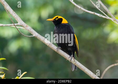 Regent Bowerbird Sericulus chrysocephalus O'Reilly's Rainforest Retreat, Queensland, Australie 10 novembre 2019 Homme adulte Ptilonorhynchi Banque D'Images