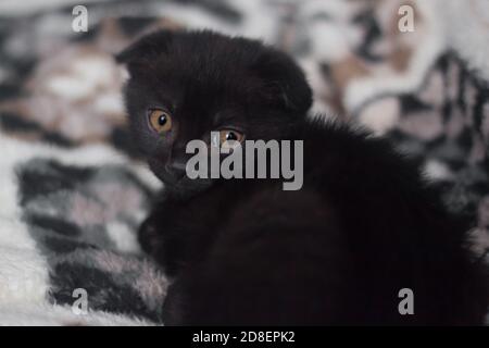 un petit chaton écossais noir regarde sur son épaule allongée sur un tapis moelleux Banque D'Images