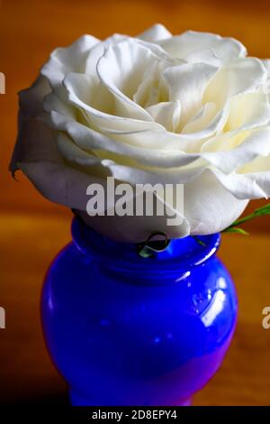 Rose simple blanc pur dans un vase bleu cobalt contre un arrière-plan sombre Banque D'Images