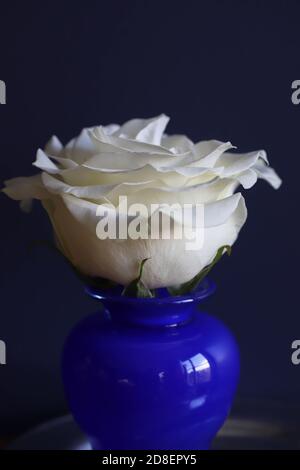 Rose simple blanc pur dans un vase bleu cobalt contre un arrière-plan sombre Banque D'Images