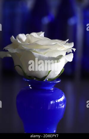 Rose simple blanc pur dans un vase bleu cobalt contre un arrière-plan sombre Banque D'Images