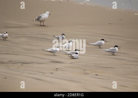 Un petit troupeau de Sternes antarctiques (Sterna vittata) se reposant sur une plage de sable en Nouvelle-Zélande. Banque D'Images