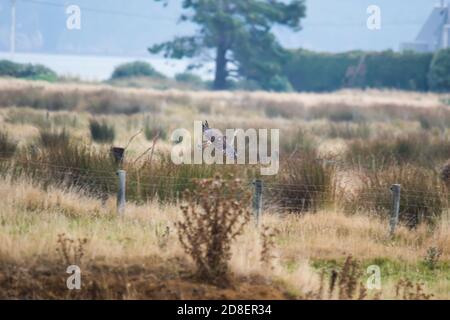 A Swamp Harrier (Circus approximaens) - également connu sous le nom de l'Australasian Marsh Harrier, Australasian Harrier, Swamp-Hawk et Harrier Hawk. Banque D'Images