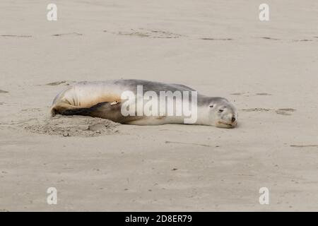 Un lion de mer de Nouvelle-Zélande (Phocarctos hookeri), également connu sous le nom de lion de mer de Hooker, et Whakahao, reposant sur une plage de sable. Banque D'Images