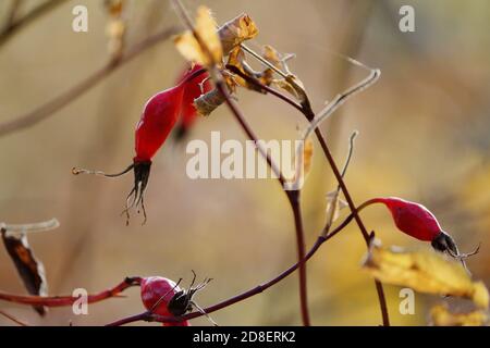 Hanches roses transparentes rouges sur une branche marron avec des feuilles jaunes dans la forêt, le jour d'automne ensoleillé. Baies de rosehip en plein soleil. Rosa glabrifolia. Banque D'Images