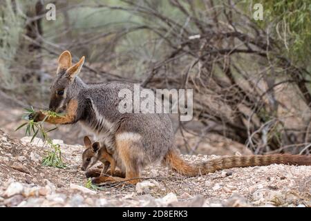 Rock Wallaby à pieds jaunes et joey se nourrissant d'acacia dans le Flinder's Ranges Australie méridionale Banque D'Images