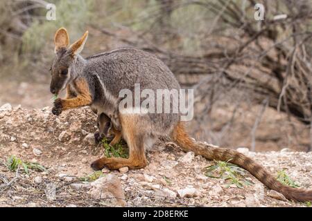 Rock Wallaby à pieds jaunes avec joey en sachet nourrissant sur acacia Dans la chaîne des Flinder en Australie méridionale Banque D'Images