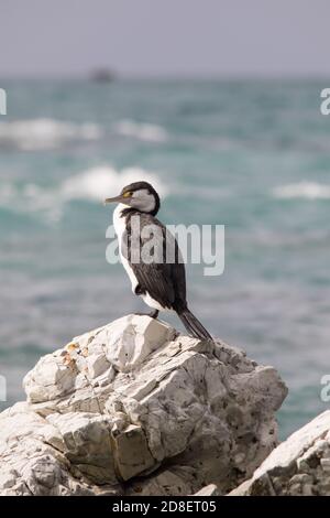 Le Cormorant du pied australien (Phalacrocorax varius) est également connu sous le nom de Cormorant du pied, de Shag du pied et de Cormorant du Grand pied Banque D'Images