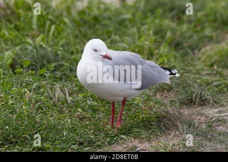 La Mouette à bec rouge (Chericocephalus novaehollandiae scopulinus), autrefois aussi connue sous le nom de Mouette de maquereau, est originaire de Nouvelle-Zélande. Banque D'Images