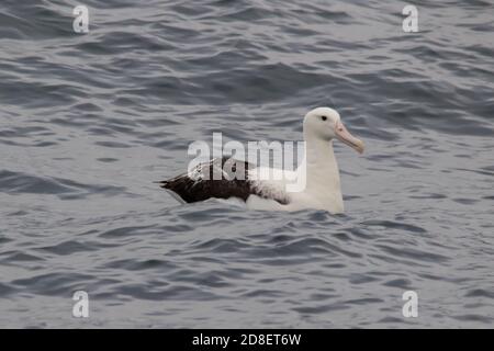 Un Albatros errant (Diomedea exulans) également connu sous le nom d'Albatros de Snowy, Albatros à ailes blanches et Goonie. Banque D'Images