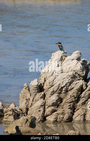 Kingfisher de Nouvelle-Zélande (Tobraphus sanctus) également connu sous le nom de Sacred Kingfisher et Kotare perch sur un rocher d'observation de poissons. Banque D'Images