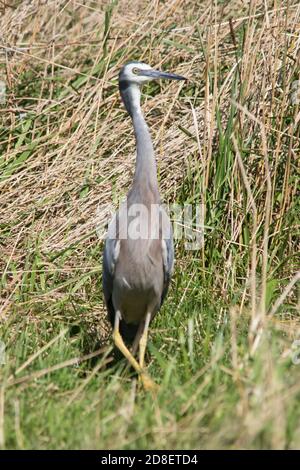 Un Héron à face blanche (Egretta novaehollandiae) également connu sous le nom d'Héron à façade blanche. Photographié en Nouvelle-Zélande. Banque D'Images