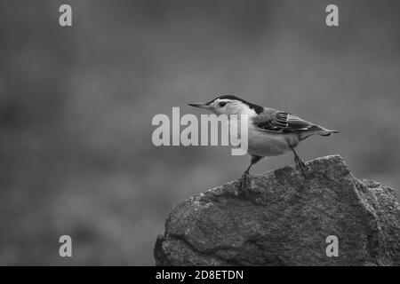 Monochrome de Nuthatch blanc perché au sommet d'un rocher à Pottersville, New Jersey, États-Unis Banque D'Images