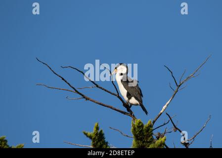 Le Cormorant du pied australien (Phalacrocorax varius) est également connu sous le nom de Cormorant du pied, de Shag du pied et de Cormorant du Grand pied Banque D'Images