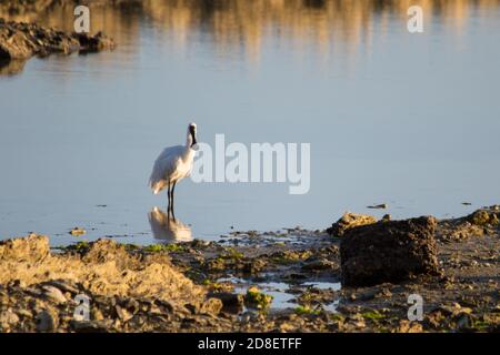 Un Royal Spoonbill (Platalea regia) également connu sous le nom de Black-bec Spoonbill se nourrissant dans un ruisseau de Nouvelle-Zélande. Banque D'Images