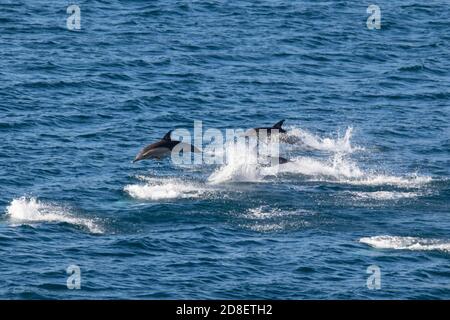 Un groupe de dauphins à bec court (Delphinus delphis) photographiés au large de la côte néo-zélandaise. Banque D'Images