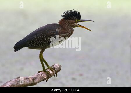 Green Heron croaking perchée sur la branche avec Crest Up au-dessus de l'étang de duckweed à Pottersville, NJ, États-Unis Banque D'Images