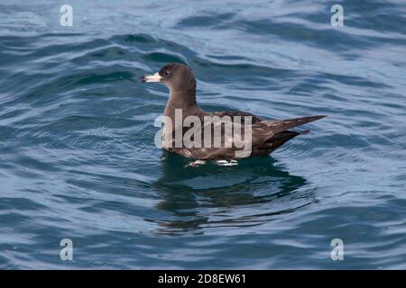 Un Shearwater à pieds de chair (Ardenne carneipes; anciennement Puffinus carneipes) photographié au large de la côte néo-zélandaise. Banque D'Images