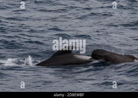 La Baleine pilote à longues finies (Globicephala melas) est une grande espèce de dauphin océanique. Cette image est d'un adulte et d'un mineur. Banque D'Images