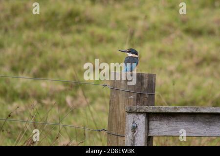 Kingfisher de Nouvelle-Zélande (Tobraphus sanctus) également connu sous le nom de pêcheur sacré et de cotare perch sur un poste. Banque D'Images