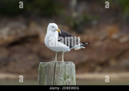 Un seul Gull de Kelp (Larus dominicanus), également connu sous le nom de Goéland dominicain, karoro et Goéland du sud à dos noir perchés sur un poteau, a regardé le monde passer. Banque D'Images