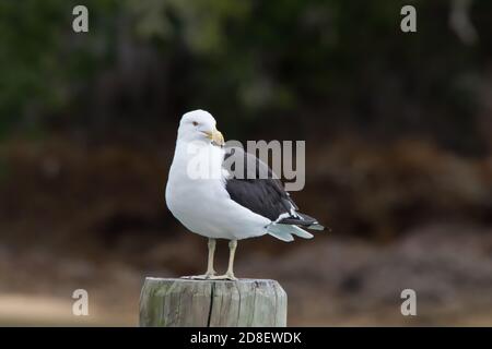 Un seul Gull de Kelp (Larus dominicanus), également connu sous le nom de Goéland dominicain, karoro et Goéland du sud à dos noir perchés sur un poteau, a regardé le monde passer. Banque D'Images