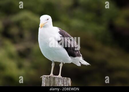 Un seul Gull de Kelp (Larus dominicanus), également connu sous le nom de Goéland dominicain, karoro et Goéland du sud à dos noir perchés sur un poteau, a regardé le monde passer. Banque D'Images