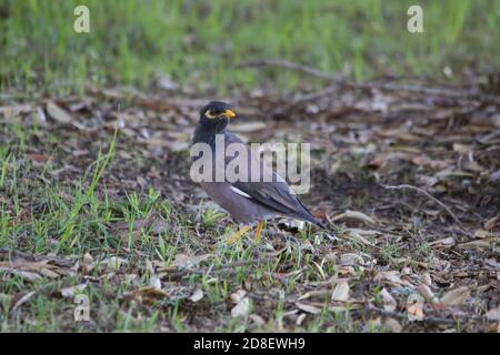 Myna commune ou Myna indienne (Acridotheres tristis), parfois orthographié Mynah nourrir sur une pelouse en Nouvelle-Zélande, où il a été introduit. Banque D'Images