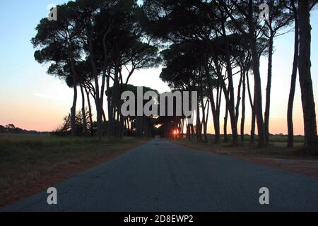 charmante avenue romantique avec arbres au coucher du soleil dans la campagne Campagne toscane Banque D'Images