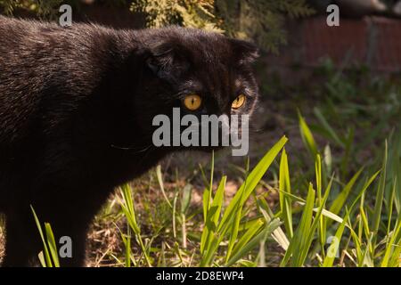 Mignon chocolat maison jeune écossais aux yeux jaunes qui se promette dans le jardin d'automne au coucher du soleil. La fourrure brillante et sombre du chaton scintille. Soins pour animaux, entraînement, élevage de chats pur-sang. Banque D'Images