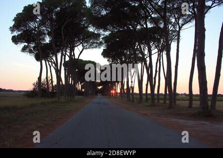 charmante avenue romantique avec arbres au coucher du soleil dans la campagne Campagne toscane Banque D'Images