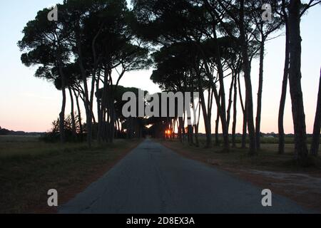 charmante avenue romantique avec arbres au coucher du soleil dans la campagne Campagne toscane Banque D'Images