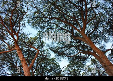 feuillage vert des arbres et des branches et troncs de pin Dans la campagne toscane contre le ciel en italie Banque D'Images