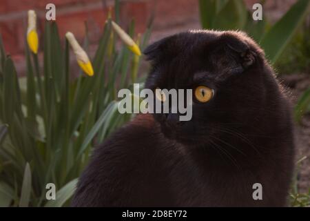 Mignon chocolat maison jeune écossais aux yeux jaunes qui se promette dans le jardin d'automne au coucher du soleil. La fourrure brillante et sombre du chaton scintille. Soins pour animaux, entraînement, élevage de chats pur-sang. Banque D'Images