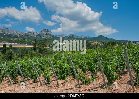 Vue imprenable sur la vallée pittoresque avec de jeunes vignobles sur la montagne Arrière-plan de la gamme en Crimée, Russie Banque D'Images