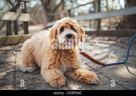 Golden Labradoodle chien à l'extérieur en automne Banque D'Images