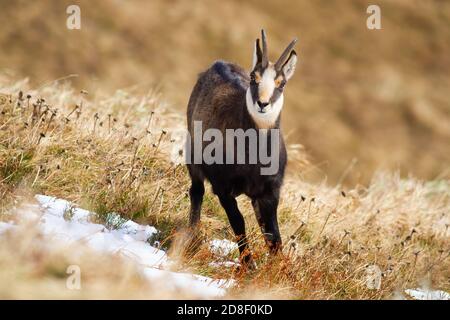 Tatra chamois debout sur un pré sec en hiver nature Banque D'Images