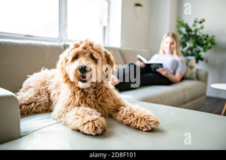 Femme avec son chien Golden Labradoodle lisant à la maison Banque D'Images